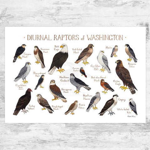 Wholesale Raptors Field Guide Art Print: Washington