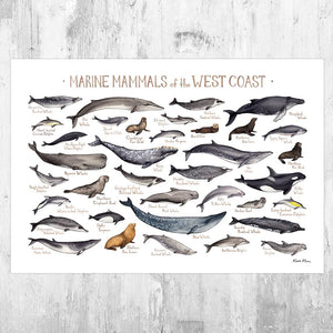 Wholesale Marine Mammals Field Guide Art Print: West Coast