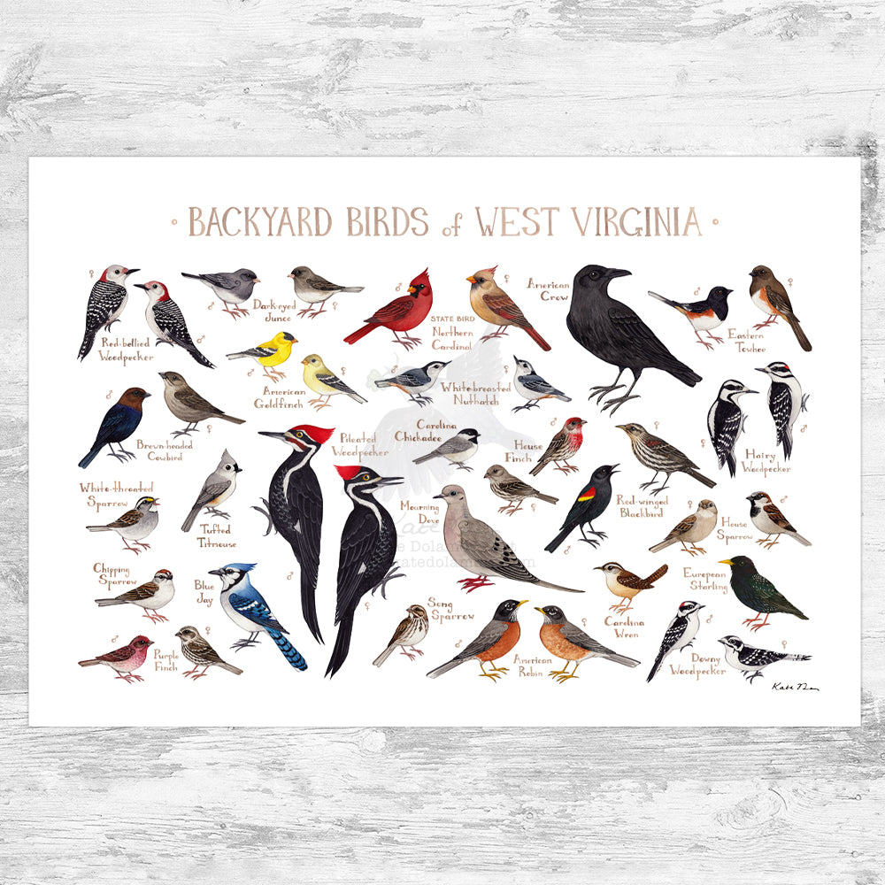 Wholesale Backyard Birds Field Guide Art Print: West Virginia