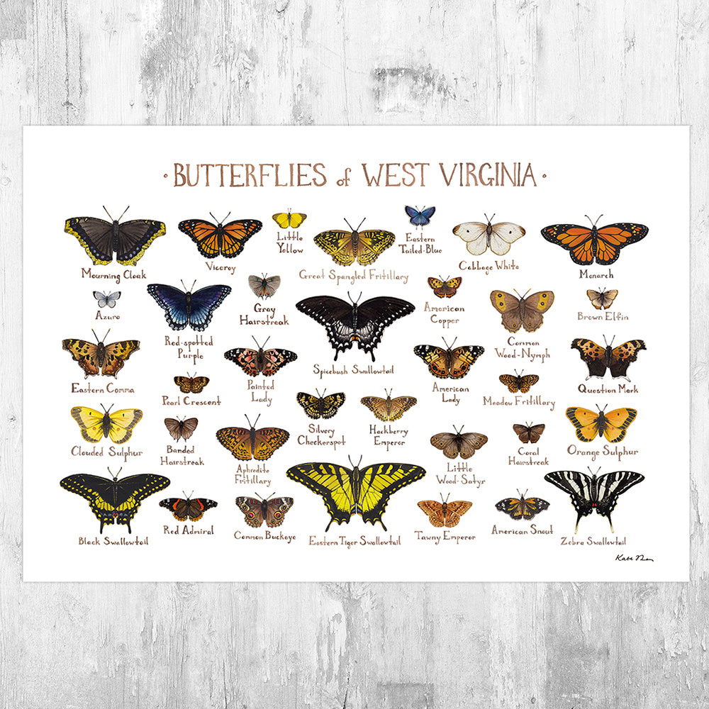 Wholesale Butterflies Field Guide Art Print: West Virginia