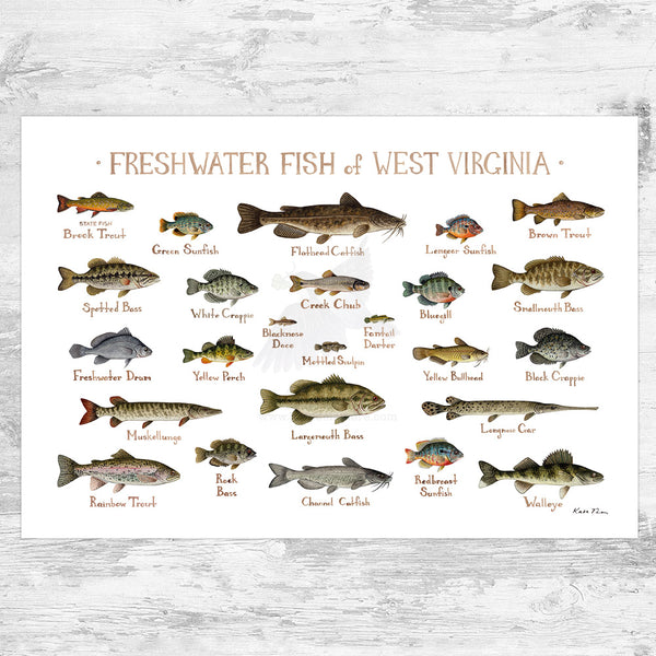 Wholesale Freshwater Fish Field Guide Art Print: West Virginia