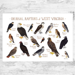 Wholesale Raptors Field Guide Art Print: West Virginia