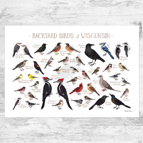 Wholesale Backyard Birds Field Guide Art Print: Wisconsin