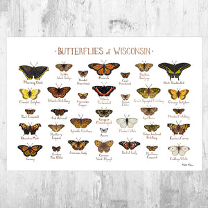 Wholesale Butterflies Field Guide Art Print: Wisconsin