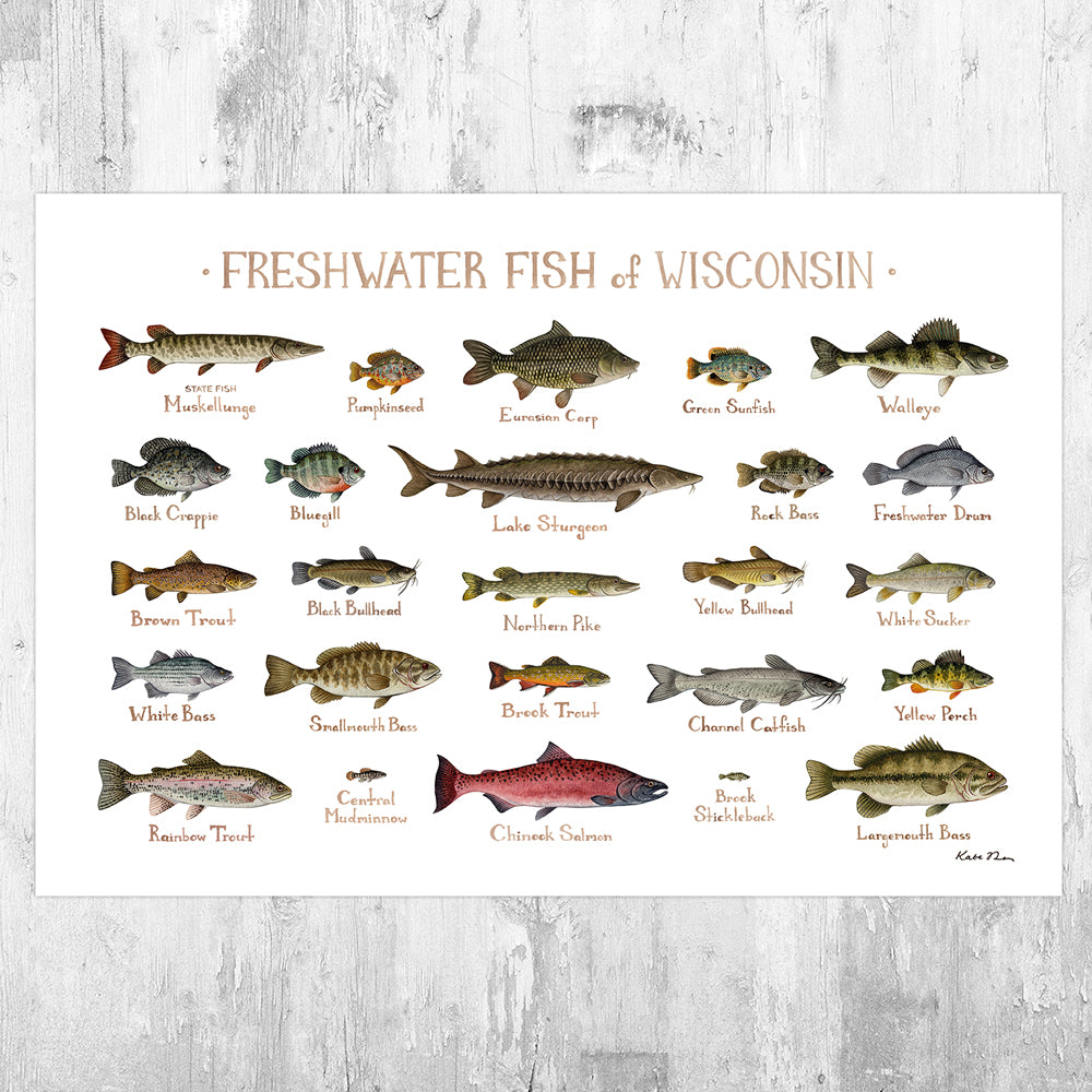 Wholesale Freshwater Fish Field Guide Art Print: Wisconsin