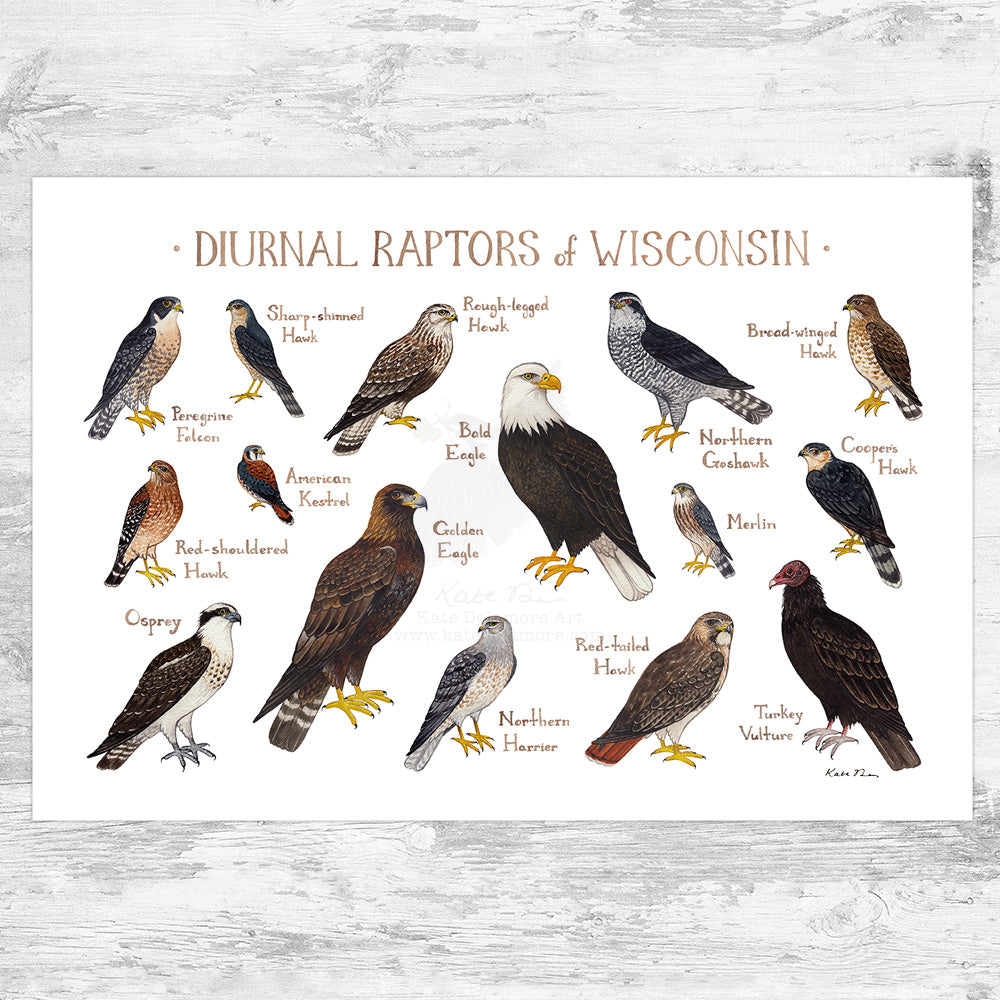 A Field Guide to Unusual Raptors of the Southern US