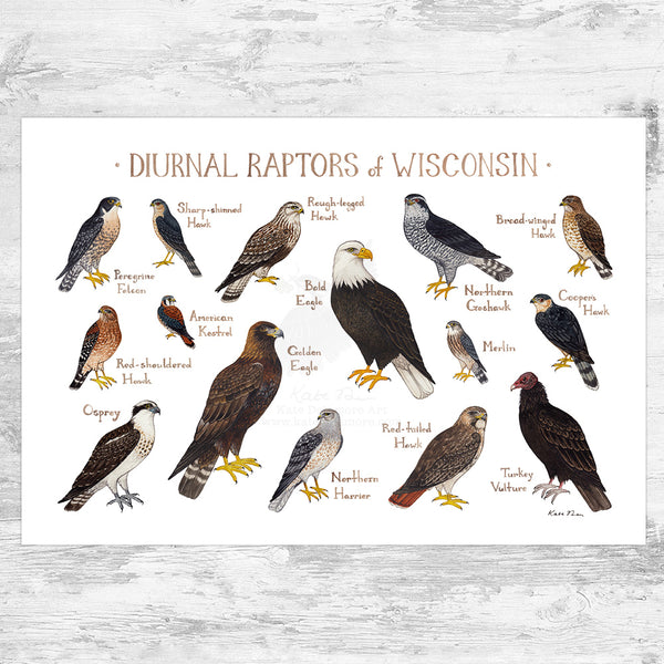 Wholesale Raptors Field Guide Art Print: Wisconsin