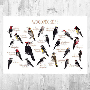 Wholesale Field Guide Art Print: Woodpeckers of North America