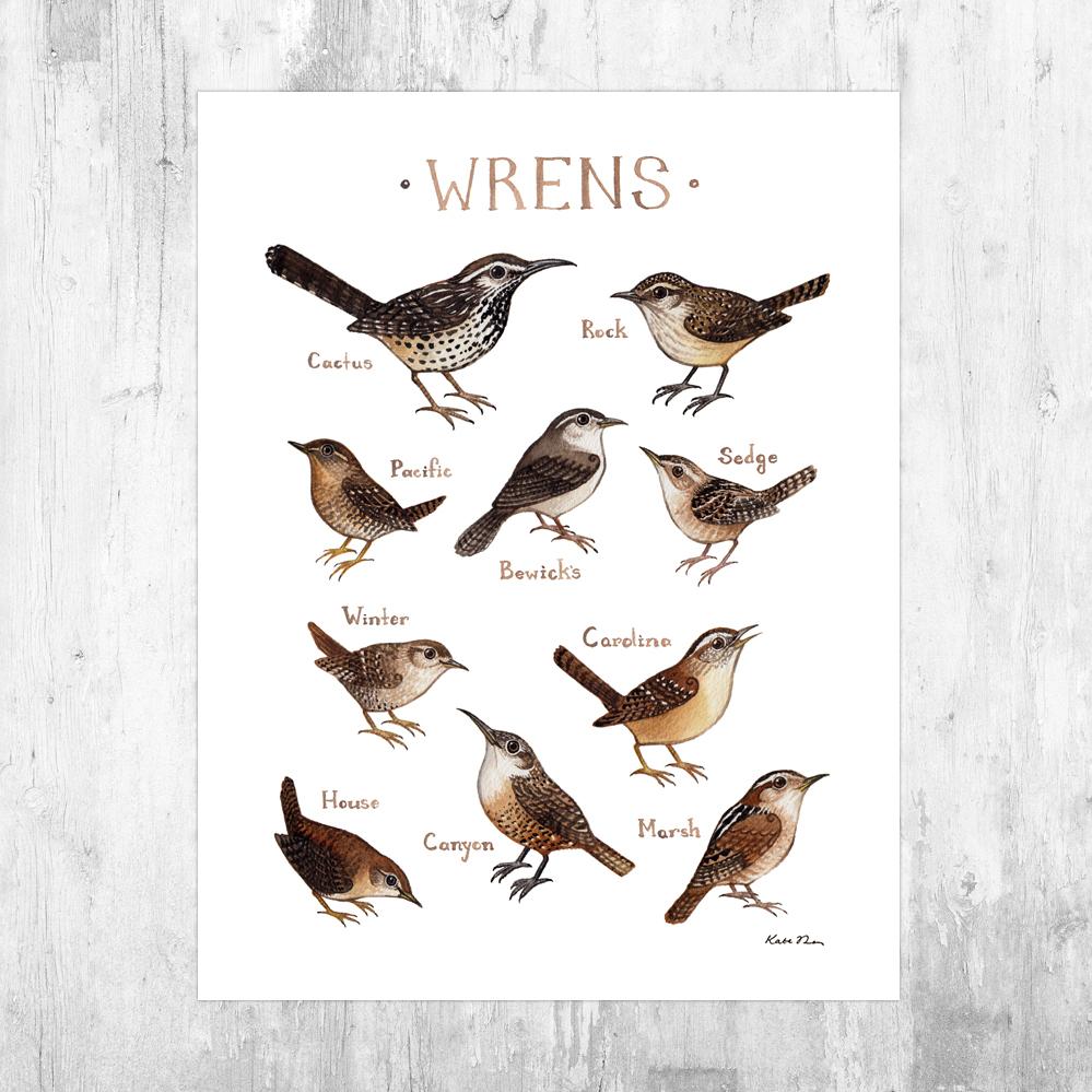 Wholesale Field Guide Art Print: Wrens of North America