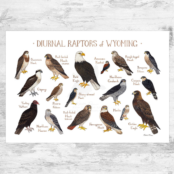 Wholesale Raptors Field Guide Art Print: Wyoming